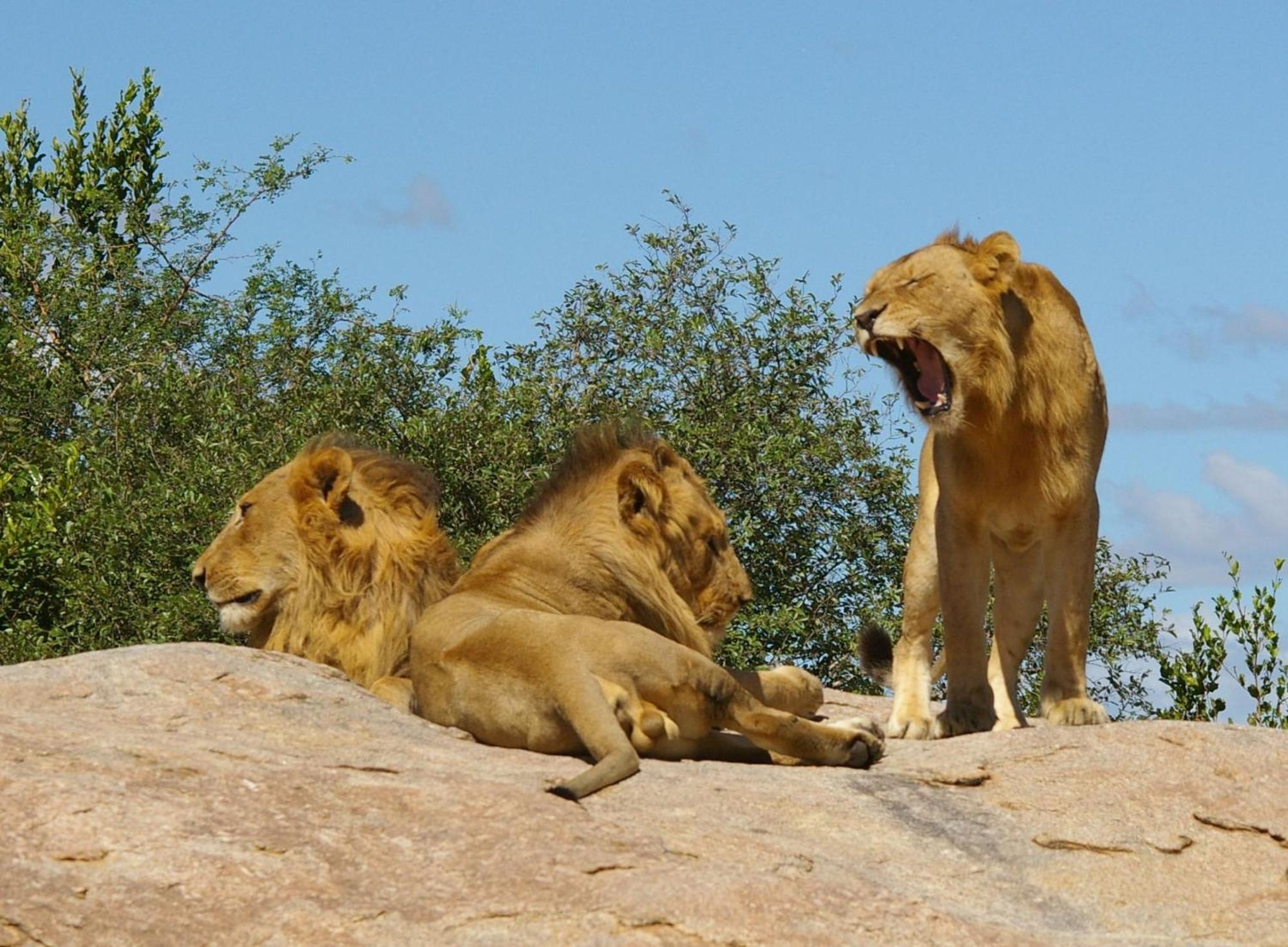 Ingwe Guesthouse Mbombela Esterno foto